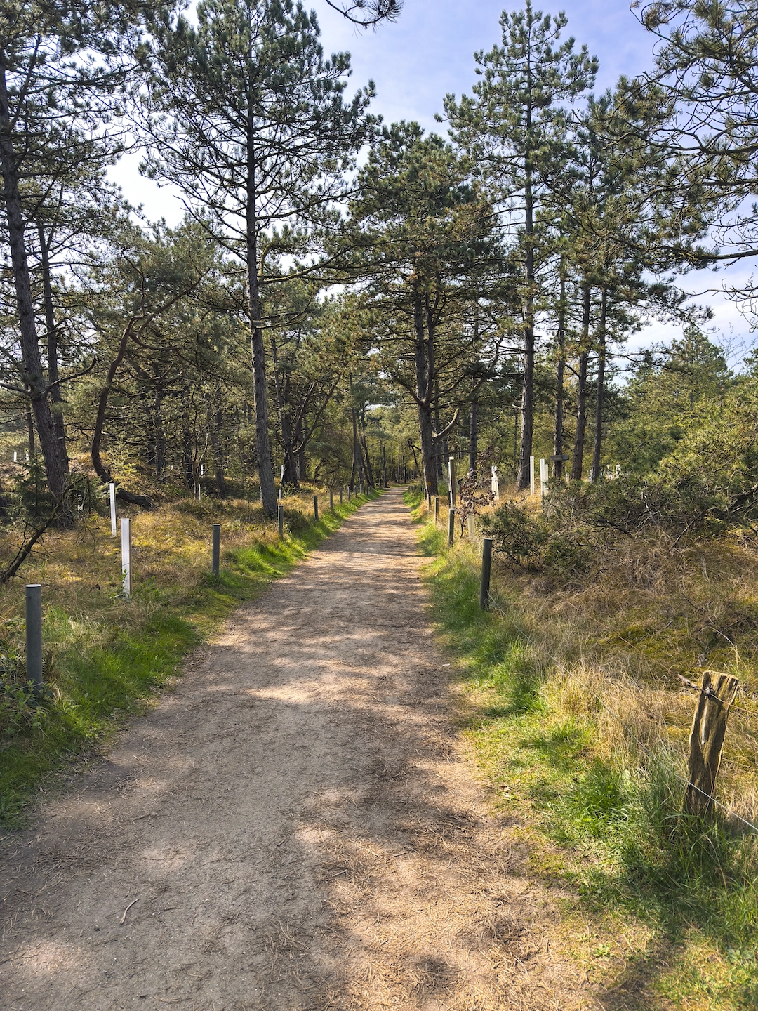 Wald und Dünenlandschaft